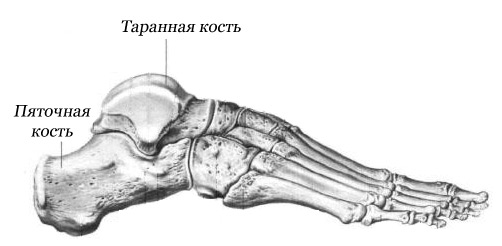 Анатомическое строение стопы